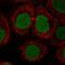 Protein SOX-15 antibody, HPA067196, Atlas Antibodies, Immunofluorescence image 