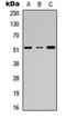 LIR-1 antibody, orb234808, Biorbyt, Western Blot image 