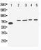 VGF Nerve Growth Factor Inducible antibody, LS-C313115, Lifespan Biosciences, Western Blot image 