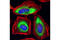 GAPDH antibody, 2118L, Cell Signaling Technology, Immunofluorescence image 