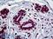 Engrailed Homeobox 1 antibody, LS-B5400, Lifespan Biosciences, Immunohistochemistry frozen image 