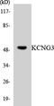 Potassium Voltage-Gated Channel Modifier Subfamily G Member 3 antibody, LS-C292115, Lifespan Biosciences, Western Blot image 