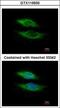 Nicastrin antibody, GTX115930, GeneTex, Immunofluorescence image 