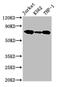Plastin-2 antibody, CSB-PA012824HA01HU, Cusabio, Western Blot image 