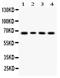 Lipopolysaccharide Binding Protein antibody, A00809-1, Boster Biological Technology, Western Blot image 