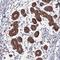 Diacylglycerol Kinase Delta antibody, PA5-61881, Invitrogen Antibodies, Immunohistochemistry frozen image 
