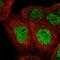 ETS Homologous Factor antibody, HPA050923, Atlas Antibodies, Immunofluorescence image 