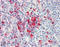 HSP90 antibody, ADI-SPA-830-F, Enzo Life Sciences, Immunohistochemistry frozen image 
