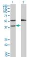 Mevalonate Kinase antibody, H00004598-M02, Novus Biologicals, Western Blot image 