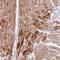 Tropomodulin 1 antibody, NBP2-13459, Novus Biologicals, Immunohistochemistry frozen image 