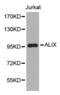 Programmed Cell Death 6 Interacting Protein antibody, abx001822, Abbexa, Western Blot image 