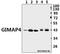 GTPase, IMAP Family Member 4 antibody, A10738-1, Boster Biological Technology, Western Blot image 