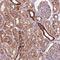 Ribosomal Protein S15a antibody, HPA047103, Atlas Antibodies, Immunohistochemistry frozen image 