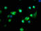 Fas apoptotic inhibitory molecule 1 antibody, LS-C380158, Lifespan Biosciences, Immunofluorescence image 