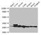 Uncharacterized protein C9orf119 homolog antibody, orb46355, Biorbyt, Western Blot image 