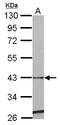 Serpin Family E Member 2 antibody, LS-C155759, Lifespan Biosciences, Western Blot image 