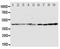 HDJ2 antibody, PA5-79161, Invitrogen Antibodies, Western Blot image 