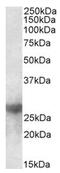 LGALS3 antibody, AP23674PU-N, Origene, Western Blot image 