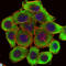 LIM Zinc Finger Domain Containing 1 antibody, LS-C812742, Lifespan Biosciences, Immunofluorescence image 