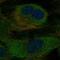 Peptidylprolyl Isomerase B antibody, HPA012720, Atlas Antibodies, Immunofluorescence image 