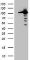 Cullin 4B antibody, CF800444, Origene, Western Blot image 