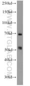 Lipolysis Stimulated Lipoprotein Receptor antibody, 18216-1-AP, Proteintech Group, Western Blot image 