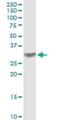 Calcium Voltage-Gated Channel Auxiliary Subunit Gamma 3 antibody, H00010368-B01P, Novus Biologicals, Western Blot image 