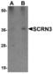 Secernin 3 antibody, LS-B5309, Lifespan Biosciences, Western Blot image 