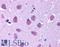 Bombesin Receptor Subtype 3 antibody, LS-A23, Lifespan Biosciences, Immunohistochemistry paraffin image 