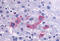 Synoviolin 1 antibody, MBS247950, MyBioSource, Immunohistochemistry frozen image 