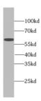 EGF Like, Fibronectin Type III And Laminin G Domains antibody, FNab06453, FineTest, Western Blot image 