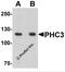 PH3 antibody, 7607, ProSci, Western Blot image 
