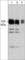 Amphiphysin antibody, AM3581, ECM Biosciences, Western Blot image 