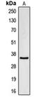 Cell Division Cycle 34 antibody, orb213703, Biorbyt, Western Blot image 