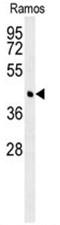 Branched Chain Amino Acid Transaminase 1 antibody, AP50350PU-N, Origene, Western Blot image 