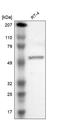 Praja Ring Finger Ubiquitin Ligase 1 antibody, HPA000595, Atlas Antibodies, Western Blot image 
