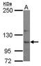 Ubiquitin carboxyl-terminal hydrolase 26 antibody, GTX118119, GeneTex, Western Blot image 