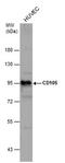 Endoglin antibody, PA5-29555, Invitrogen Antibodies, Western Blot image 