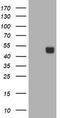 Carbonic Anhydrase 12 antibody, TA505610AM, Origene, Western Blot image 