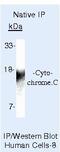 Cytochrome C, Somatic antibody, MA5-11823, Invitrogen Antibodies, Immunoprecipitation image 