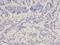 Saccharopine Dehydrogenase (Putative) antibody, orb48530, Biorbyt, Immunohistochemistry paraffin image 