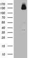 Zinc Finger Protein 217 antibody, LS-C791875, Lifespan Biosciences, Western Blot image 