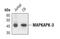 MAPK Activated Protein Kinase 3 antibody, PA5-17270, Invitrogen Antibodies, Western Blot image 