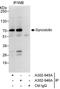 Synoviolin 1 antibody, A302-945A, Bethyl Labs, Immunoprecipitation image 