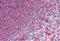 Glutathione Peroxidase 1 antibody, MBS245296, MyBioSource, Immunohistochemistry paraffin image 