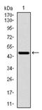 Ribosomal Protein S6 Kinase B1 antibody, AM06724PU-N, Origene, Western Blot image 