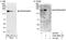 Splicing Factor SWAP antibody, A300-985A, Bethyl Labs, Immunoprecipitation image 