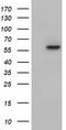 Kelch Like Family Member 2 antibody, CF501547, Origene, Western Blot image 