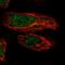 Zinc Finger Protein 548 antibody, HPA066042, Atlas Antibodies, Immunofluorescence image 