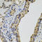 Dynamin 2 antibody, LS-C335096, Lifespan Biosciences, Immunohistochemistry frozen image 